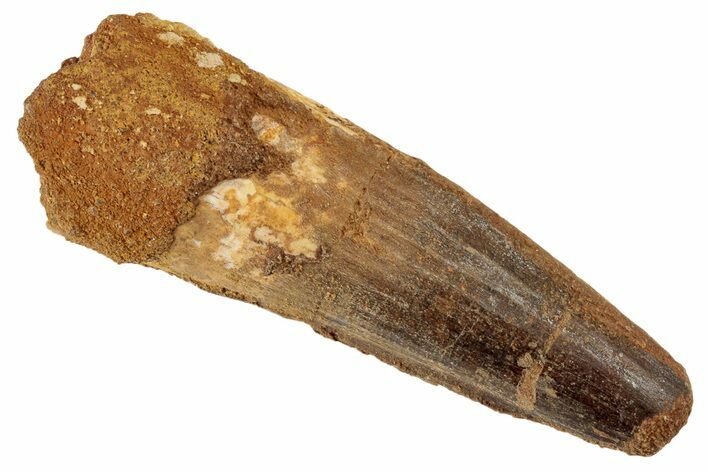 Spinosaurus Tooth - Real Dinosaur Tooth #192093